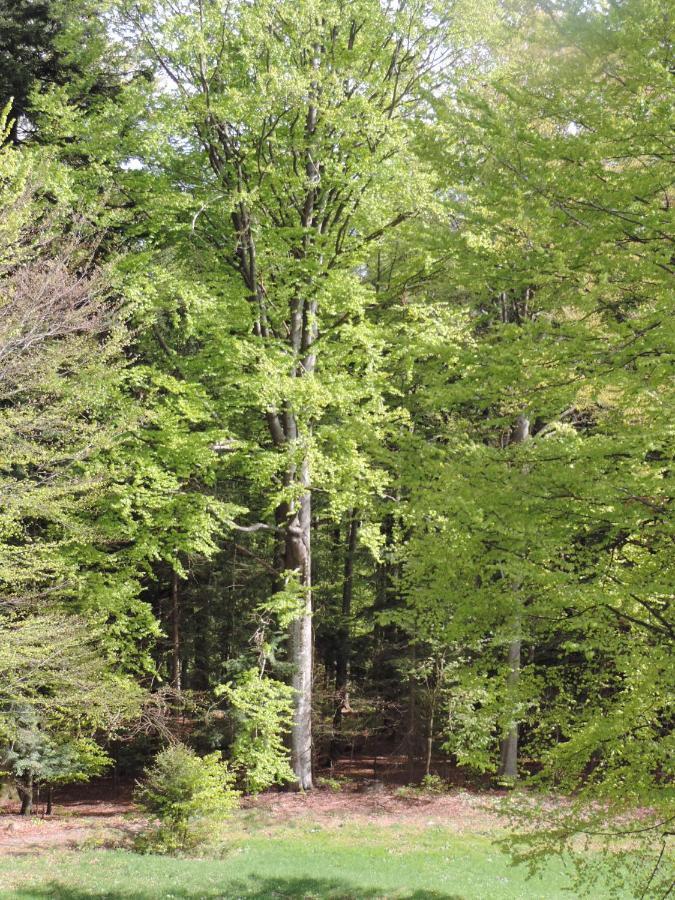 Ferienwohnung Waldoase Am Fuchsenstein Spiegelau Exteriör bild